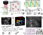 Postdocs (2): Communication among sensorimotor cortices: where state space meets biology