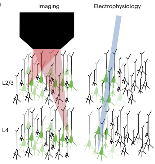 A deep learning framework for inference of single-trial neural population dynamics from calcium imaging with subframe temporal resolution