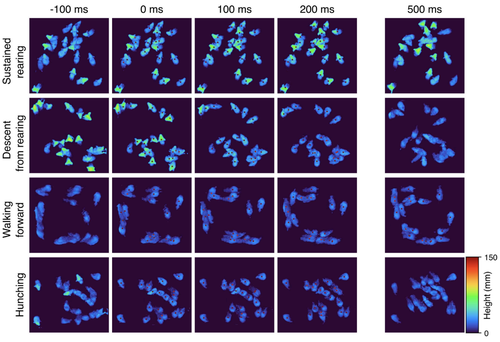 Behavioral signature of trihexyphenidyl in the TOR1A (DYT1) knockin mouse model of dystonia