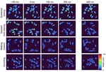 Behavioral signature of trihexyphenidyl in the TOR1A (DYT1) knockin mouse model of dystonia