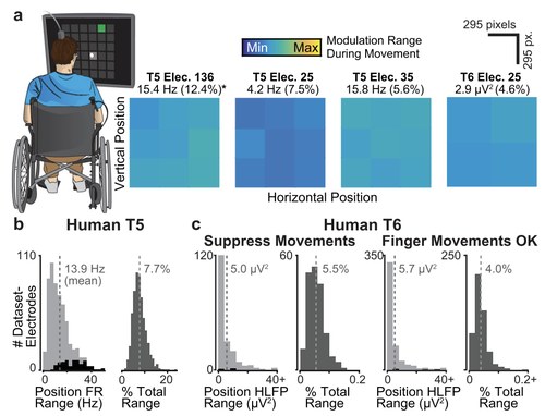 Brain-machine interface cursor position only weakly affects monkey and human motor cortical activity in the absence of arm movements