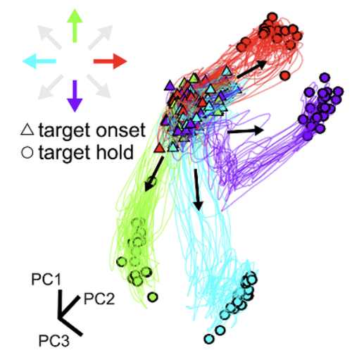 Estimating muscle activation from EMG using deep learning-based dynamical systems models