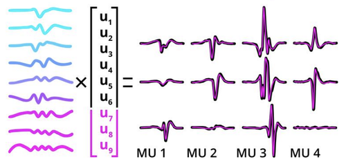 High performance sorting of motor unit action potentials with EMUsort