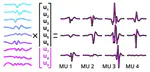 High performance sorting of motor unit action potentials with EMUsort