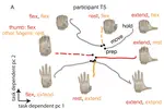 Pseudo-linear summation explains neural geometry of multi-finger movements in human premotor cortex