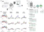 Reducing power requirements for high-accuracy decoding in iBCIs