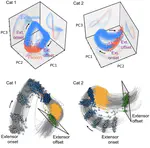 Spinal interneuron population dynamics underlying flexible pattern generation