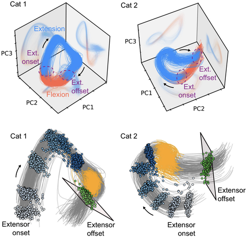 Spinal interneuron population dynamics underlying flexible pattern generation