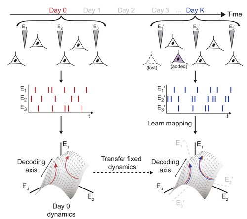 Stabilizing brain-computer interfaces through alignment of latent dynamics