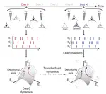 Stabilizing brain-computer interfaces through alignment of latent dynamics