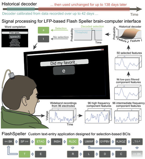 Stable long-term BCI-enabled communication in ALS and locked-in syndrome using LFP signals