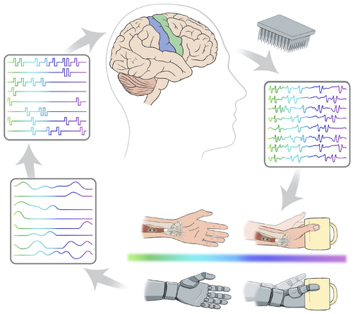 The science and engineering behind sensitized brain-controlled bionic hands